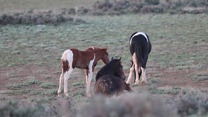 43K views · 2.2K reactions | If you'd like to see the little colt,...