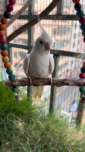 High-value white cockatiel, male, around 1 year and 2 months old, hand-raised cockatiel | Kasim Birds Farm