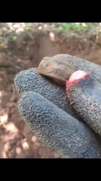 Exploring Fossilized Insects with Intricate Details