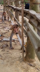 Angrymonkey funny behave🤣 . . . . . . . . . . . . . . . . . . . . . . . . . . . . #LaughWithAnimals #monkeyreels #littlemonkey #angrymonkey #littlemonkeyfun | Laugh with Animals