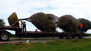 Here at Fannin Tree Farm, we love all our customer from our retail homebuyers to our commercial landscapers. One of our amazing commercial customers Site Landscape Development visited our growing ranch and sent us this video. We love partnering with you for your home or business needs and we provide our customer the same amazing service rather you purchase one tree or hundreds of trees. Come see us at Fannin. | Fannin Tree Farm, Frisco