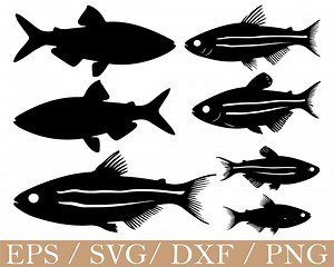 Zebra Danio Fish Svg, Danio Fish Silhouette, Dxf, Png - Etsy