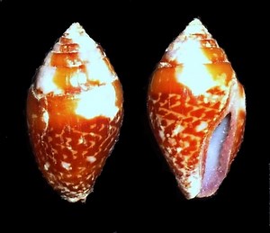 Pyrene (gastropod) - Alchetron, The Free Social Encyclopedia