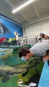 💦🥊 Knocked Out By An Arapaima 🥊💦 📸 Paulcuffaro | AKVARYUM Bilgi Paylasim