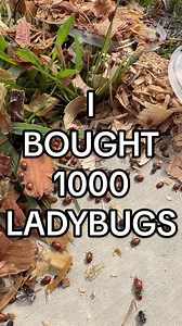 I Bought 1000 Ladybugs to Eat Garden Pests
