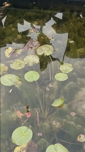 Aquatic Ecosystem