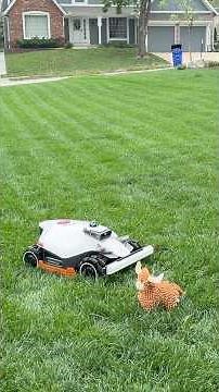 This robot mower is worth every penny #lawncare #technology #shorts