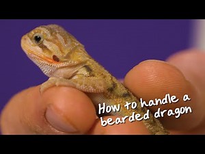How to handle a bearded dragon