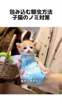 Wrapped flea treatment for kittens, how to get rid of fleas on kittens #kitten #cat #petcare #pet...