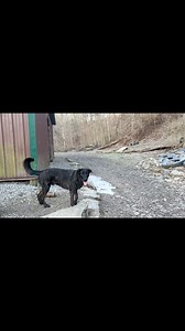 30 reactions | Let the great times roll…love the Critter Pack and all these pups. | Critter Sitters CNY | Facebook