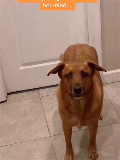 Kittens at 4 Weeks: Exploring and Eating Solid Food