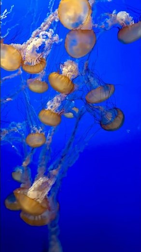Glowing jellyfish at Monterey Bay Aquarium