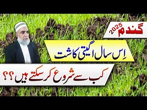 Status of early sowing of Wheat crop in 2025 || Crop Reformer