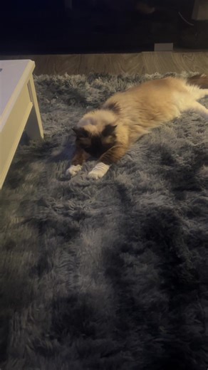 The Ultimate Ragdoll Chill Session for Cat Lovers