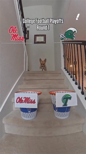 Prepare yourself emotionally: Air Corgi picks Tulane vs. Ole Miss in the CFP 🔮 | Yahoo Sports