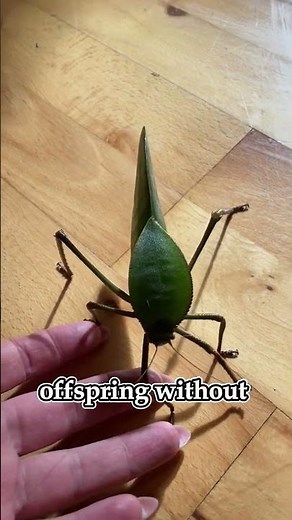 Phasmatodea Are Famous For Their Incredible Camouflage || Facts Animal #phasmatodea #facts