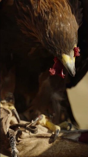 Eagle Eating Piece of Meat
