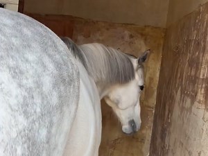 【黄金船产驹】向你展示圆润屁股的噗太郎