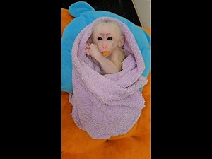 This Baby Monkey Takes The Most ADORABLE Bath Ever!