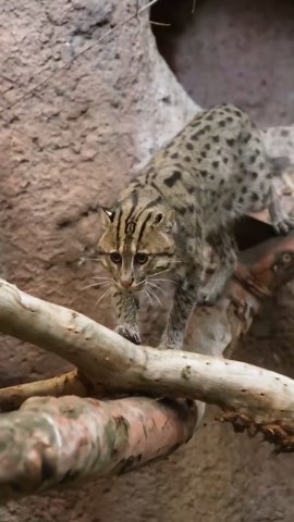 Fishing cat shows off its hunting skills