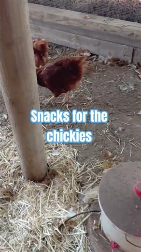 Winter Snacks In The Chicken Run #chicken