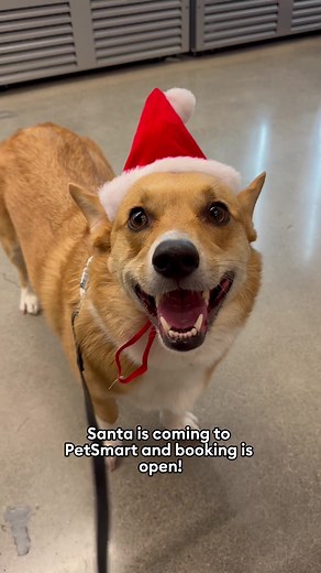 Get Santa Photos at PetSmart This December