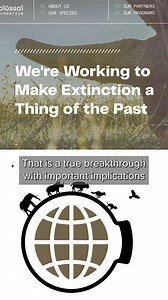 40K views · 213 reactions | Scientists brought back an extinct wolf. Kind of. | Vox | Facebook