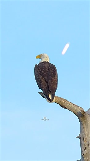 Bald Eagle and SpaceX Falcon 9
