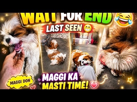Wait For Last Seen 😂🐕||Maggi Don Ke Viral Funny Moments 😂||#shihtzupuppies #funny #maggidon #youtube