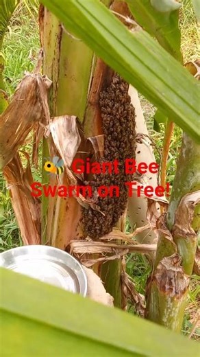 🌍 Wild Honey Bees Create Stunning Swarm Colony