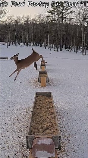 Fox Chases Deer #deerpantry #wildlife