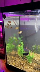 New Molly and platy tank