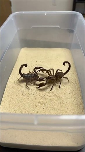 Scorpion vs Spider 💀 Slow Motion Death Duel in 4K