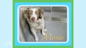 11K views · 588 reactions | Rest in paradise, Monty.  RUN FREE,...