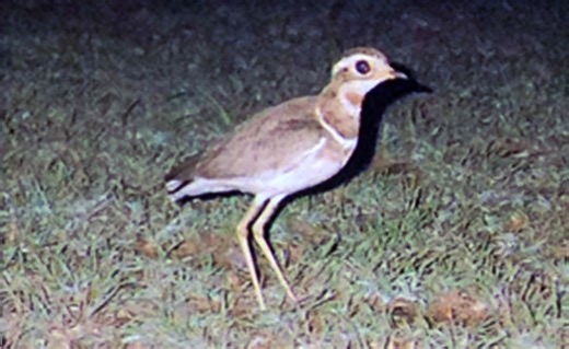 Bird not seen in 20 years is rediscovered using an audio recorder