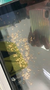 Wallpaper engine cracked edition*