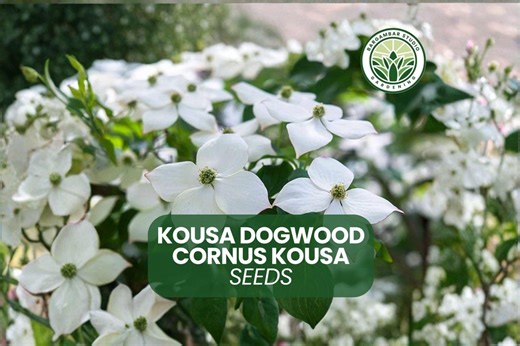 Kousa Dogwood Seeds: Ornamental Flowering Tree for Planting - Etsy