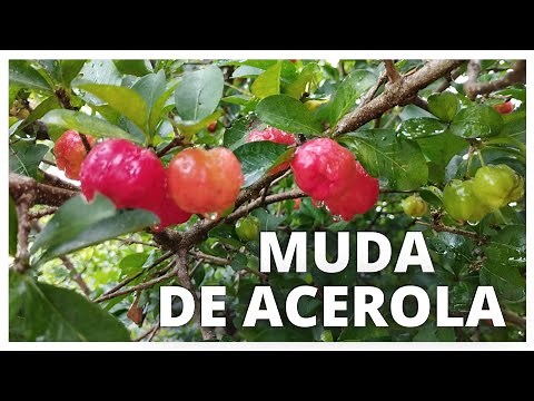The SIMPLE Way to Plant Acerola by Branch