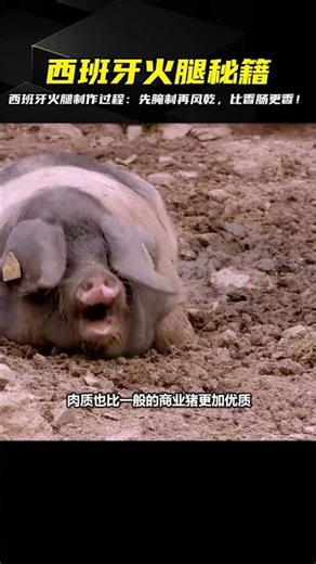 The secret to making Spanish ham: After being salted and cured, it's hung to air dry, allowing it...