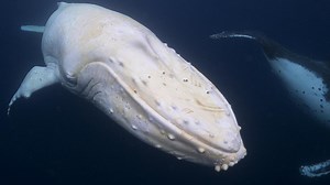 Migaloo: The curious creation of an Aussie icon