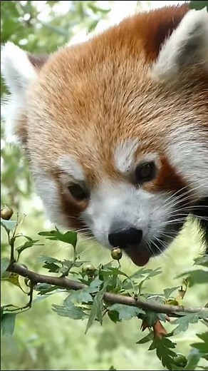 PANDA ROUX [BIOTROPICA]