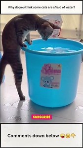 The funniest cats getting wet - from splashing to getting drenched