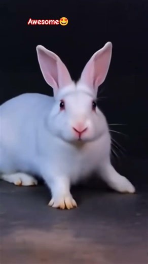 Bunny's Grand Entry✨❤😍#cutebunny #bunnyvlogsnew #rabbite #petslovers #90ssong