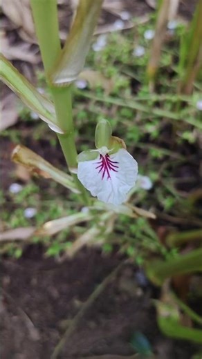 Cardamom Harvesting Day✨🍃#shortvideo#shortsfeed#spices