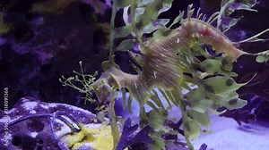 Leafy Seadragon (Phycodurus eques) swims in a saltwater aquarium, USA