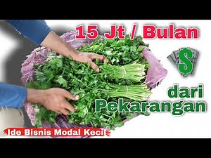 The Complete Guide to Growing Celery | The Right Way to Harvest Celery