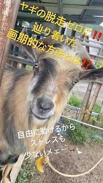 【お困り解決】脱走がゼロに‼️苦悩の末に行き着いた画期的な方法とは⁉️