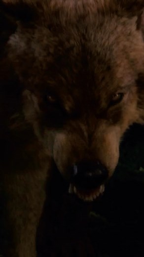 Twilight Saga on Instagram: "save the werewolves 🫶✌️🐺"