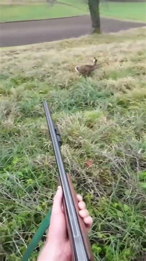 Food – Hare meat is eaten in many places.Tradition – In some cultures, hare hunting is an old 💓😘🏹🐗