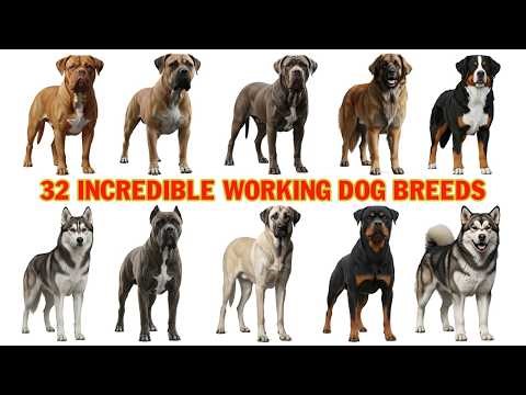 32 Incredible Working Dog Breeds with Names & Pictures